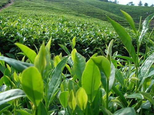 中国哪个省份产茶叶最多?
