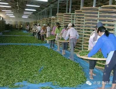 羊楼洞青砖茶的生产工艺